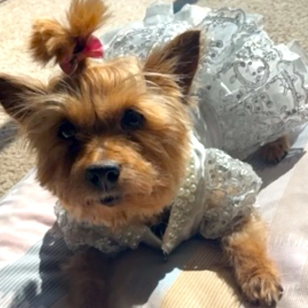 Buffy Pet home dress white tulle Gray silver accent formal dress up wear New M